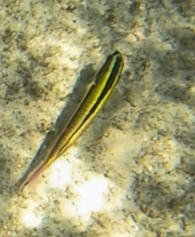 Thalassoma lucasanum