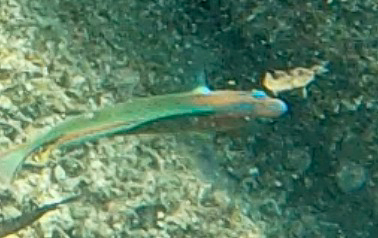 Thalassoma grammaticum