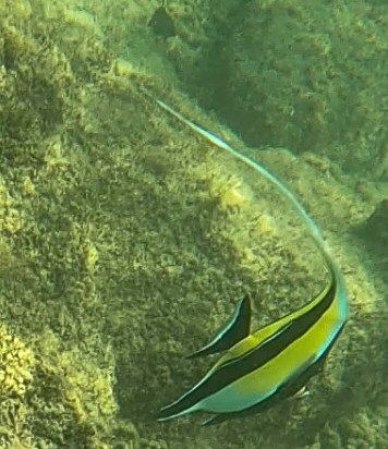 Zanclus cornutus