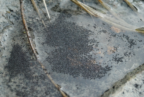 Poduromorpha