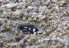 Alypiodes bimaculata