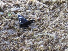 Alypiodes bimaculata