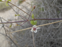 Commicarpus brandegeei