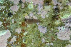 Cochleoceps orientalis