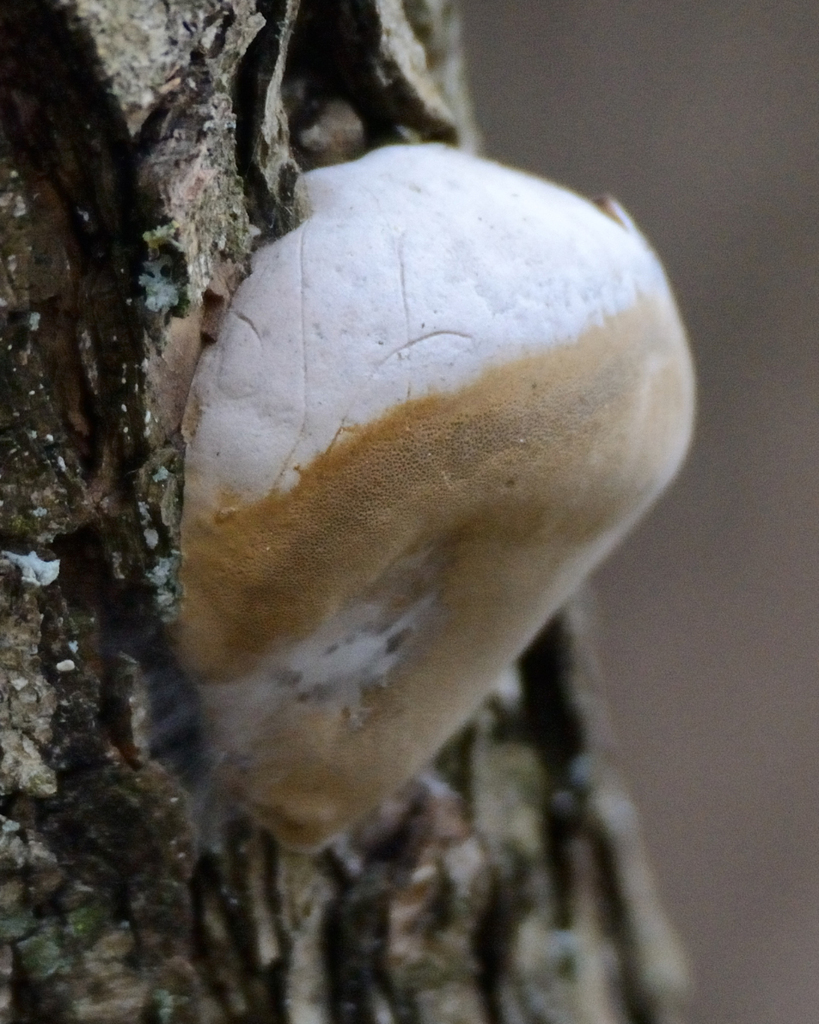 Phellinus igniarius igniarius