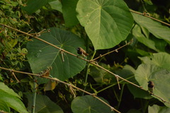 Lonchura leucogastroides