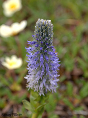 Lagotis glauca