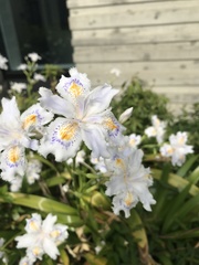 Iris japonica