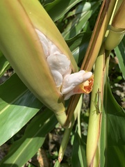 Alpinia hainanensis