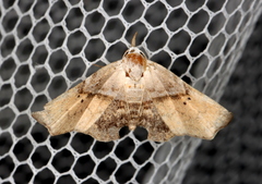 Esthlodora versicolor