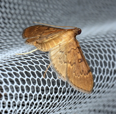 Tatobotys janapalis