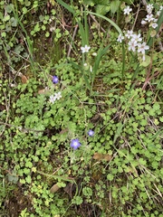Nemophila pulchella