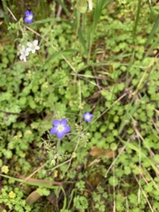 Nemophila pulchella