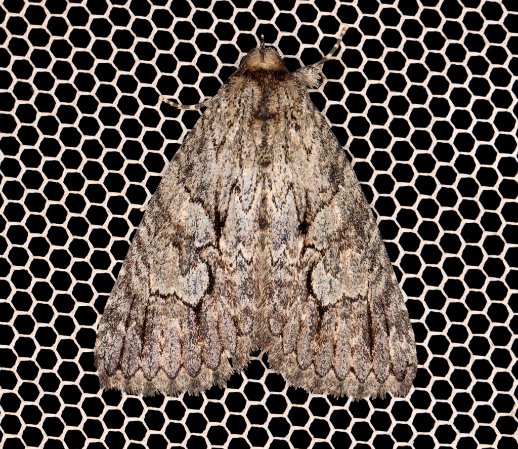 Crioa acronyctoides