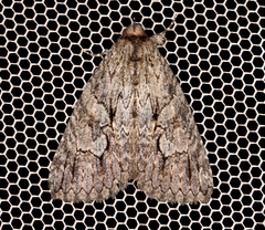 Crioa acronyctoides