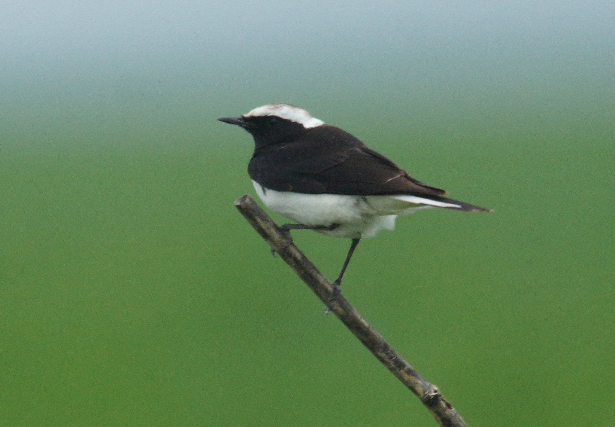 Pied Wheatear (Oenanthe pleschanka), photo 4