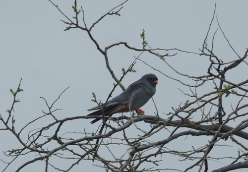 Red-footed Falcon (Falco vespertinus), photo 3