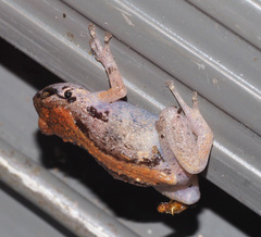 Cophixalus australis