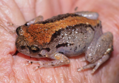 Cophixalus australis