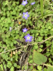 Nemophila pulchella