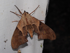 Coequosa australasiae