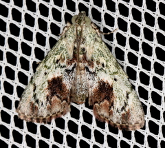 Enchesphora recurvalis