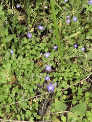 Nemophila pulchella