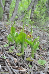 Calanthe tricarinata