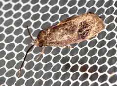 Pycnocera
