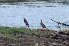 Vanellus chilensis cayennensis