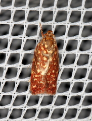 Syringoseca rhodoxantha