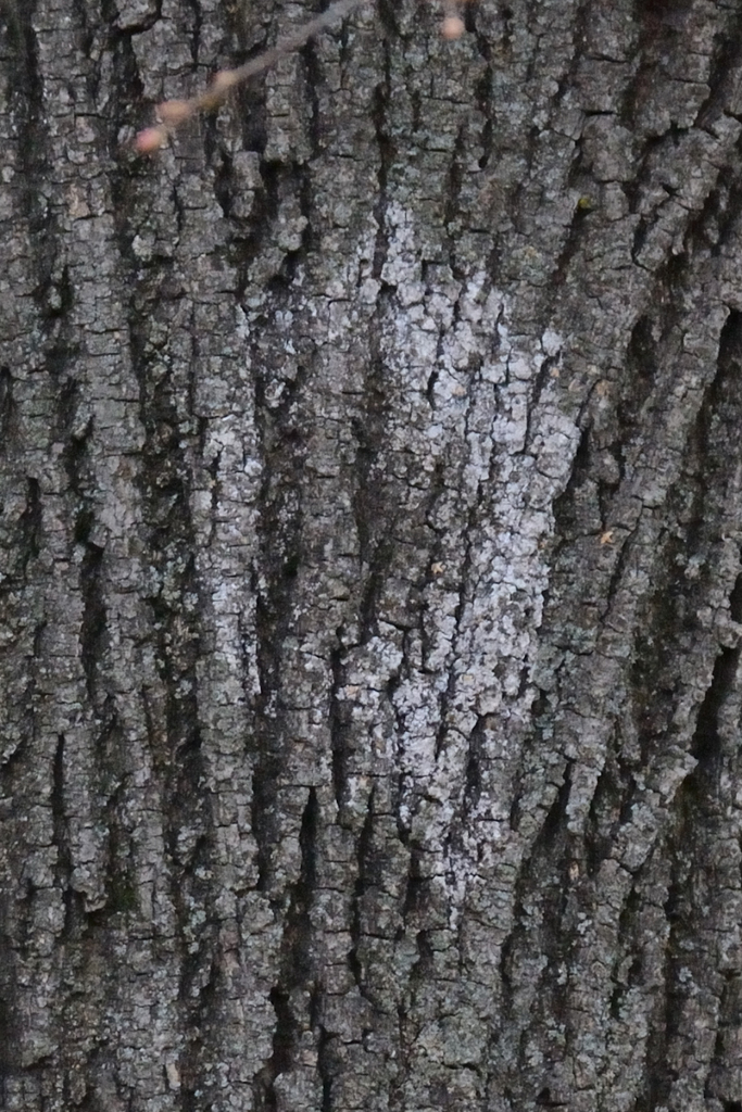 Athelia arachnoidea · April 2026 · photo: © fyodorp (iNaturalist, cc-by)