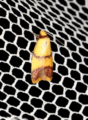 Heteroteucha translatella