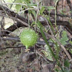 Marah gilensis