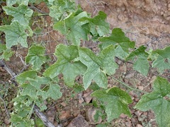 Marah gilensis, photograph (c) Sue Carnahan, some rights reserved (CC BY)
