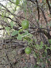 Marah gilensis, photograph (c) Sue Carnahan, some rights reserved (CC BY)