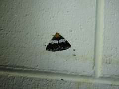 Buzara latizona