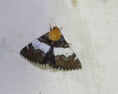 Buzara latizona
