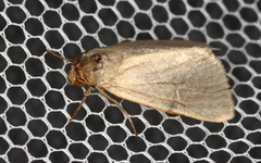 Heliocheilus moribunda