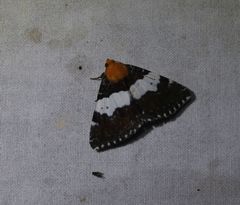 Buzara latizona