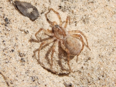 Allocosa