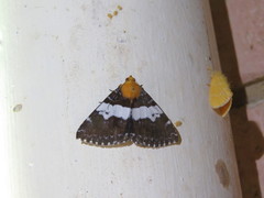 Buzara latizona