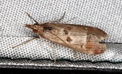 Syntonarcha iriastis