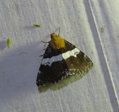 Buzara latizona