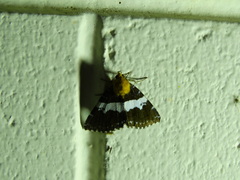 Buzara latizona