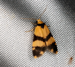 Thallarcha chrysochares