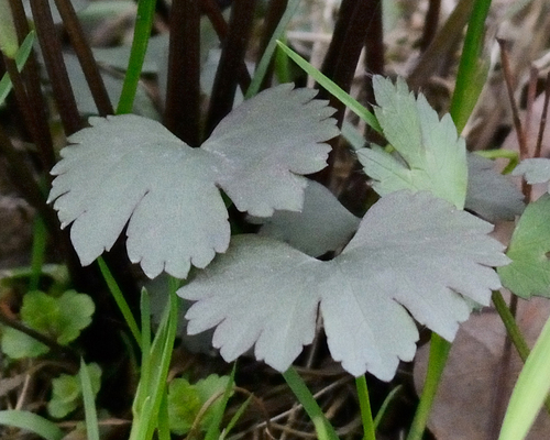 Ranunculus fallax, photograph 3