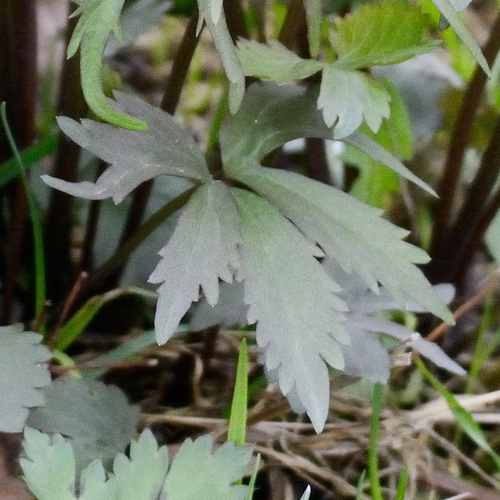 Ranunculus fallax, photograph 2