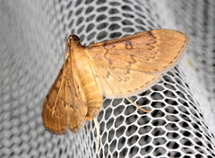 Tatobotys janapalis