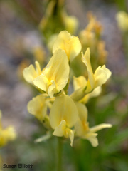 Oxytropis maydelliana